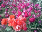 Imrankhan439 Flowers1